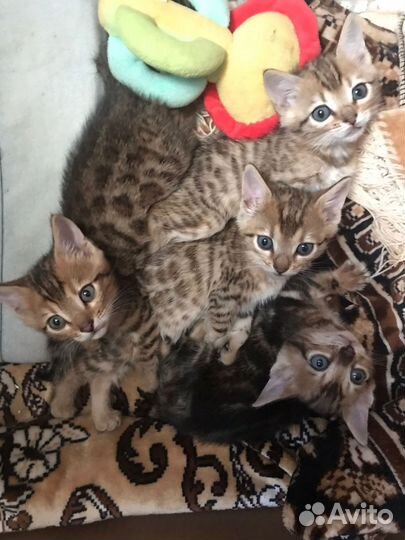 Бенгальская