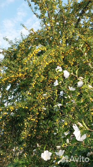 Соус ткемали