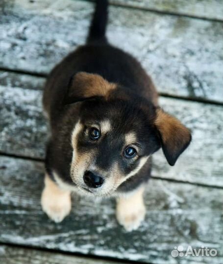 Щенки из приюта в добрые руки