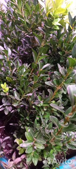 Самшит для Вашего Дома