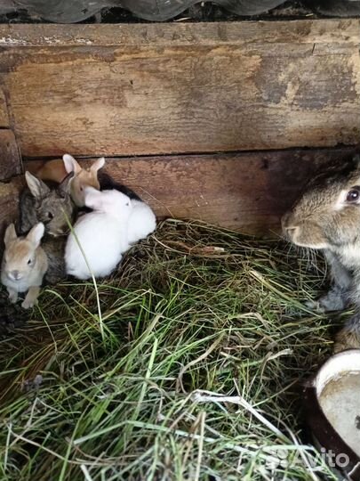 Кролики мясные