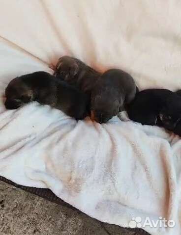 Отдам бесплатно щенки от собаки помесь Лайки