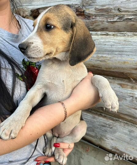 Щенки русской пегой гончей