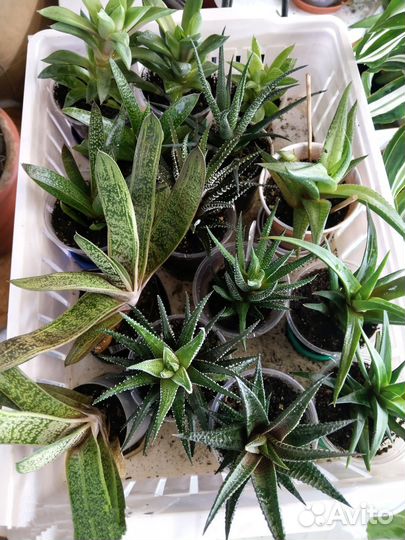 Комнатные растения