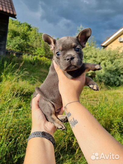 Французский бульдог щенки