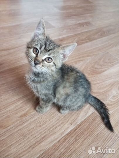 Котейка в добрые руки