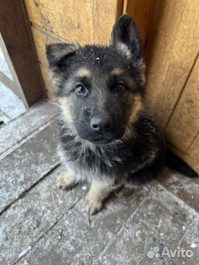 Щенки немецкой овчарки девочки
