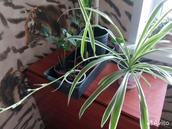 Хлорофитум