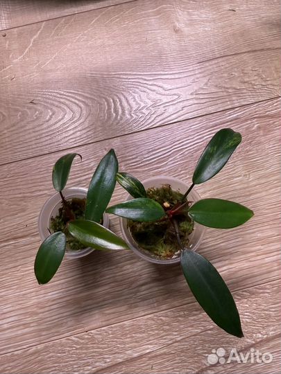 Филодендрон