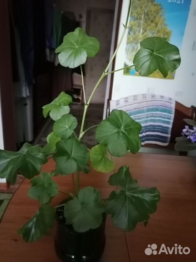 Продам цветы комнатные