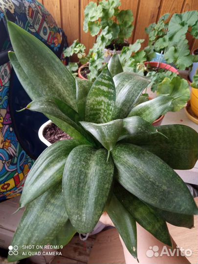 Сансевиерия ханни