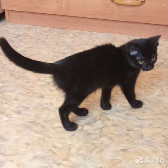 Котенок в добрые руки