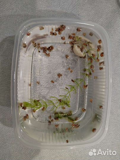 Улитки катушки