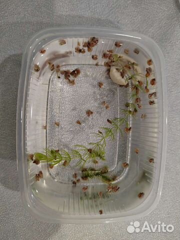 Улитки катушки