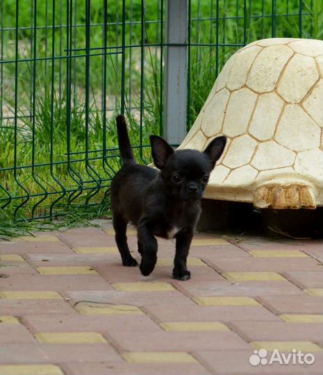 Чихуахуа мальчик Гш черный