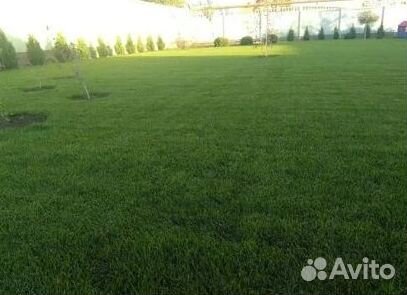Газон рулонный