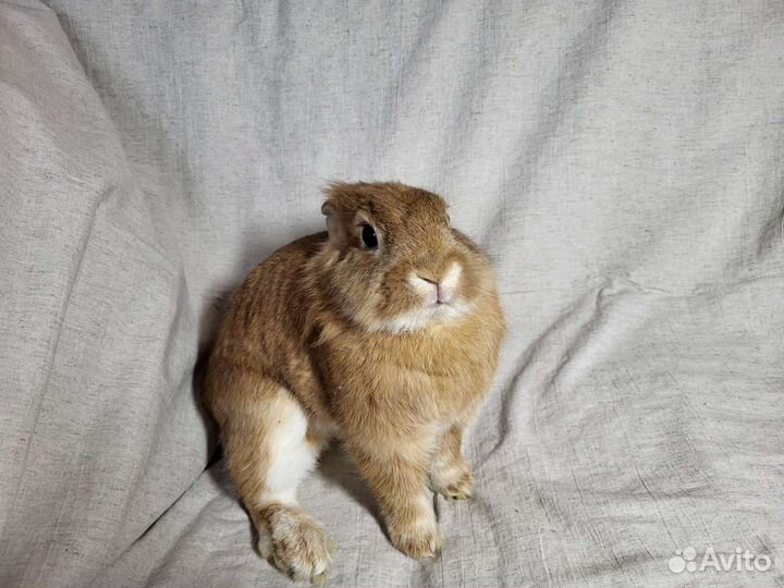 Декоративный кролик