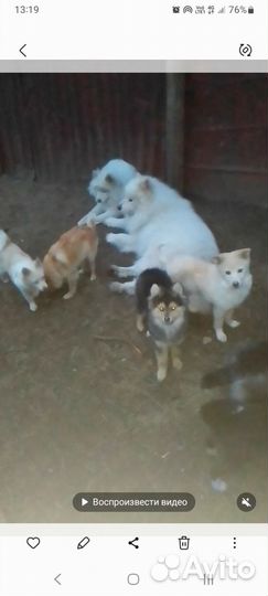 Самоедская лайка в добрые руки