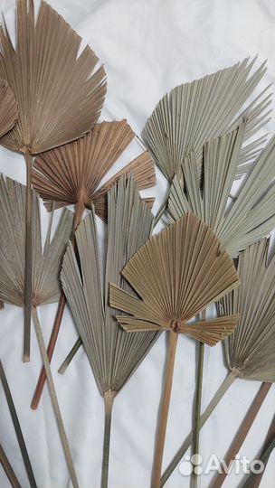 Листья пальмы