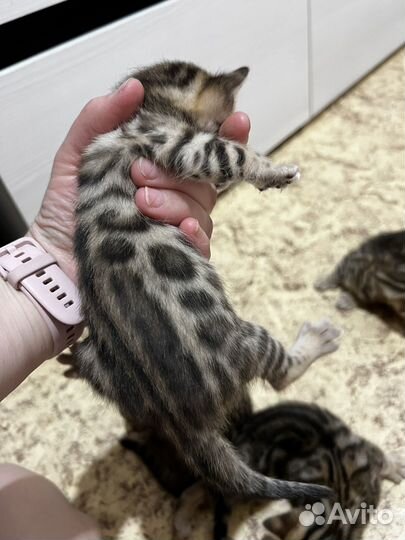 Бенгальские котята