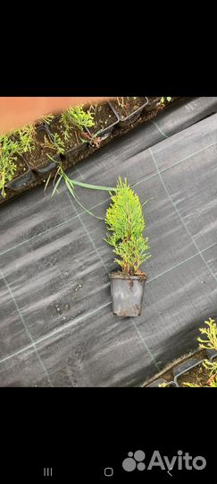 Саженцы Туи смарагд р9