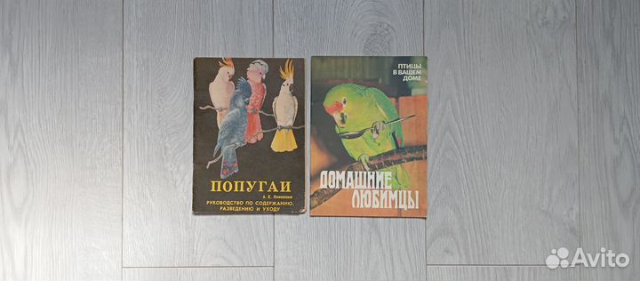 Попугаи. птицы в вашем доме