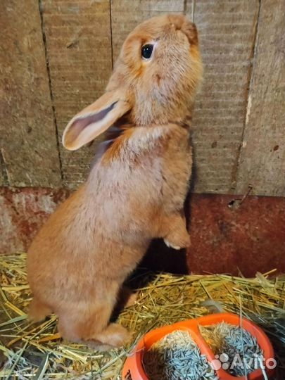 Кролики Новозеландский красный (нзк)