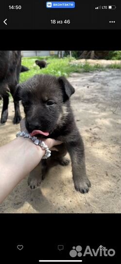 Щенки немецкой овчарки