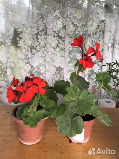 Пеларгония герань красная