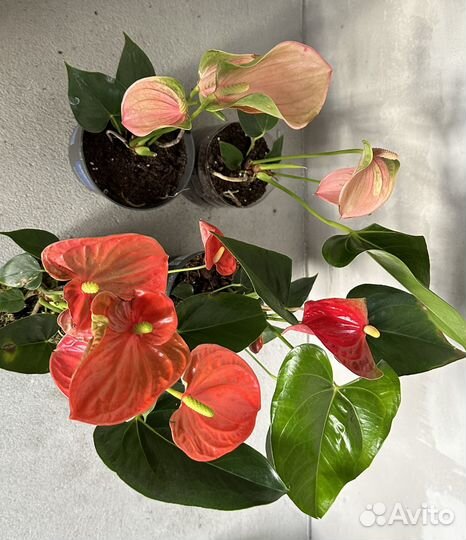 Антуриум шерцера, солара, Джоли