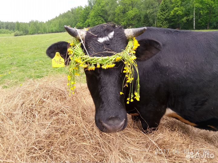 Продаю коров