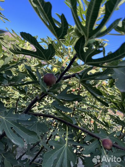 Инжир свежий