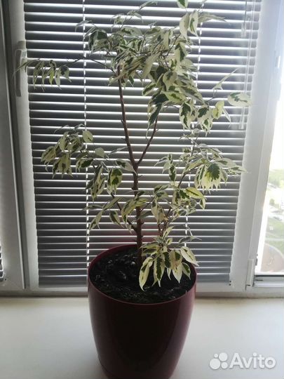 Комнатные растения цветы