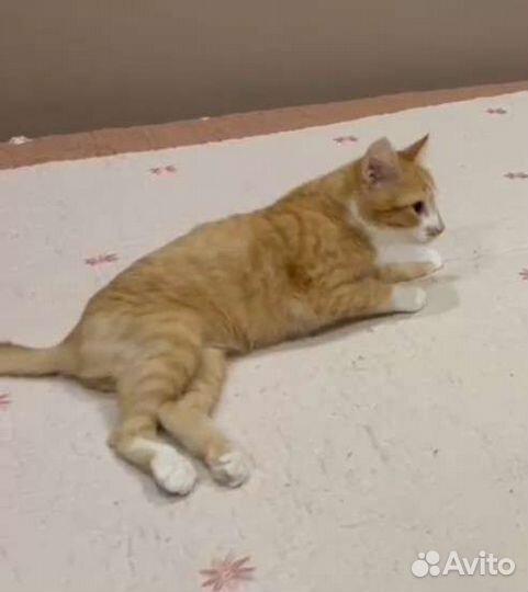 Чудо очень старается быть как все и стать домашним