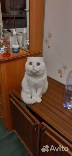 Кот шотландец вислоухий