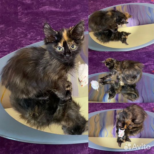 Котята из Соледара