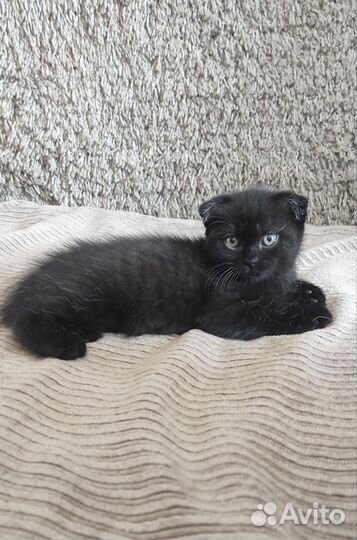 Шотладские котята