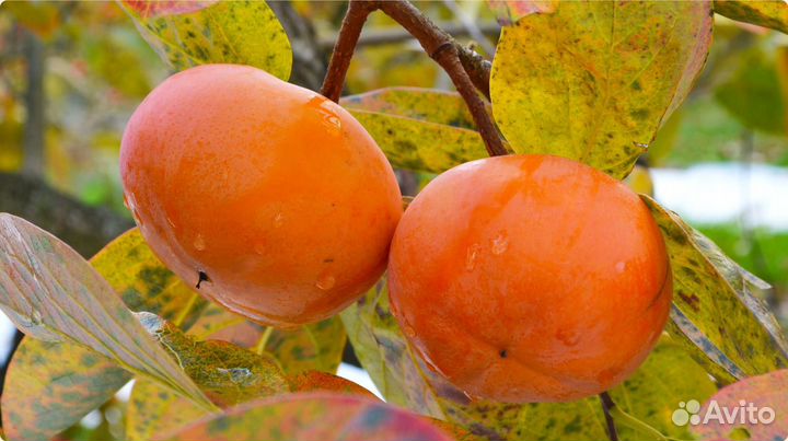 Саженцы хурмы Сосновская доставкой