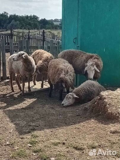 Бараны, овцы, ягнята