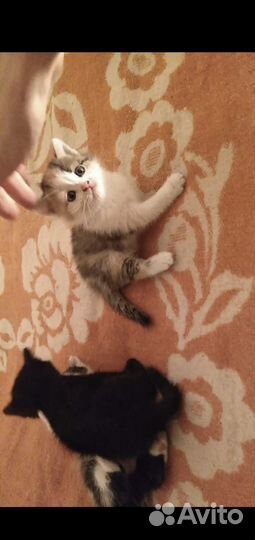 Котята в добрые руки