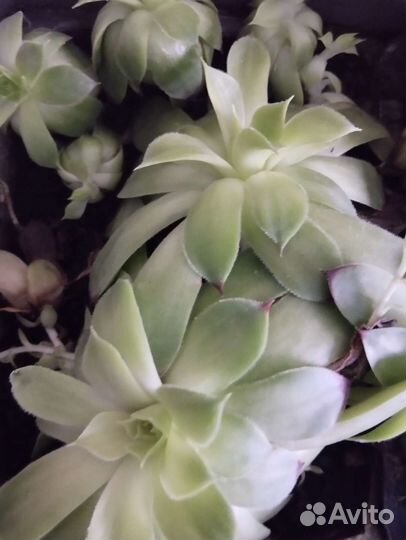 Каменный цветок