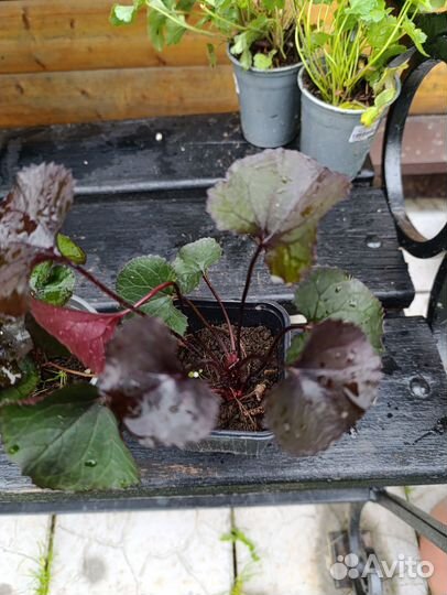 Бузульник карликовый