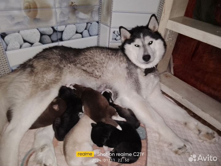 Щенки сибирской хаски