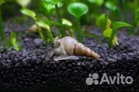 Улитки аквариумные