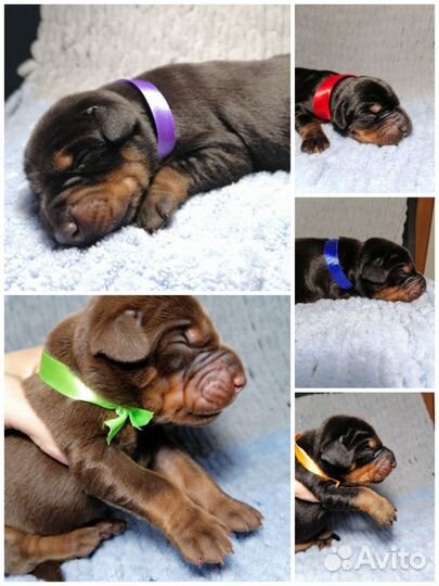 Щенки добермана