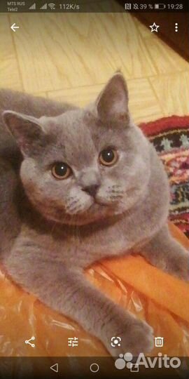 Британский кот