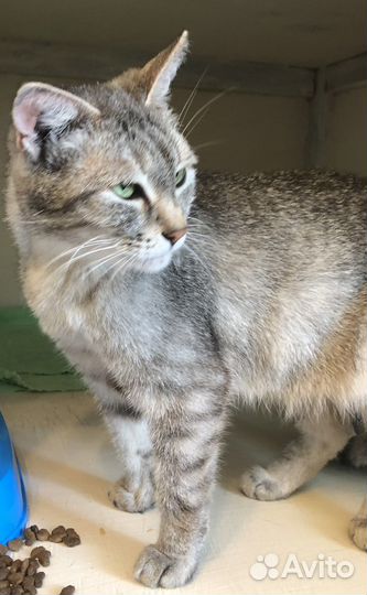 Кошечка ищет дом