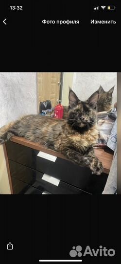 Мейн-кун Палидак