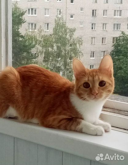 Кошка в добрые руки