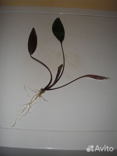 Креветки вишневые, растения